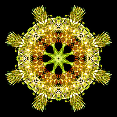 Kaleidoscopc picture created with a wild flower (narrow-leaf plantain) seen in the forest in July