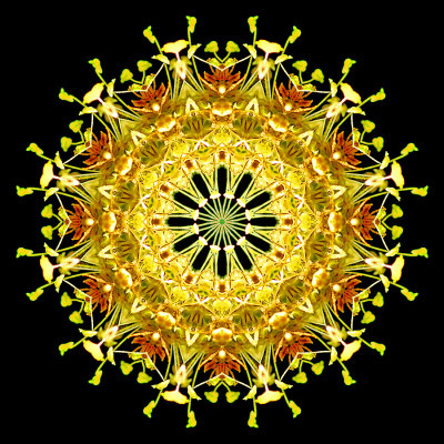 Kaleidoscopc picture created with a wild flower (narrow-leaf plantain) seen in the forest in July