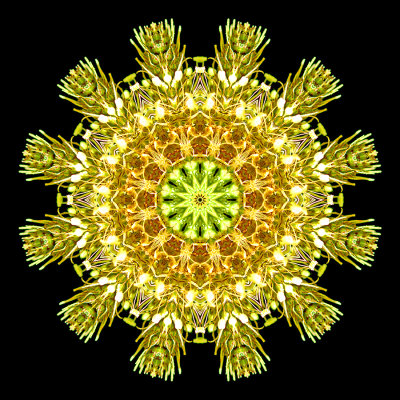 Kaleidoscopc picture created with a wild flower (narrow-leaf plantain) seen in the forest in July