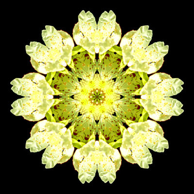 Kaleidoscopc picture created with a wild flower seen in the forest in July