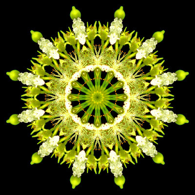 Kaleidoscopc picture created with a wild flower seen in the forest in July