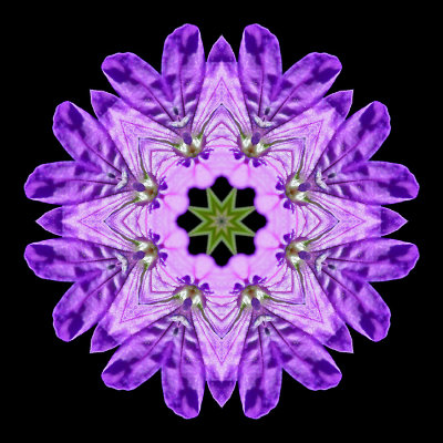 Kaleidoscopc picture created with a wild flower seen in the forest in July