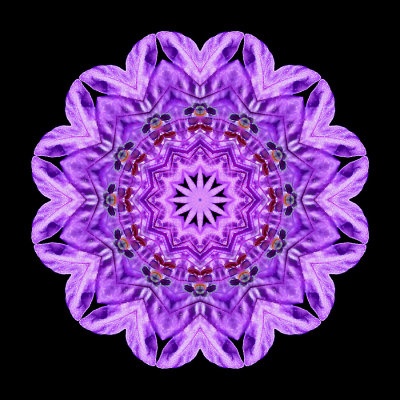 Kaleidoscopc picture created with a wild flower seen in the forest in July