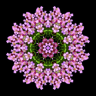 Kaleidoscopc picture created with a wild flower seen in the forest in July