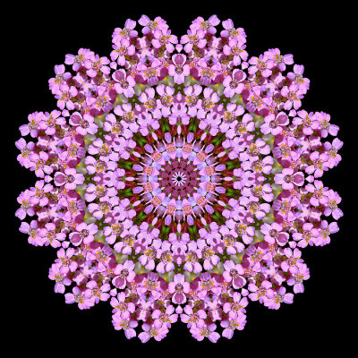 Kaleidoscopc picture created with a wild flower seen in the forest in July