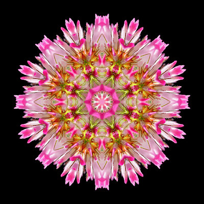 Kaleidoscopic picture created with a wild flower seen in July
