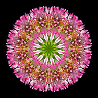 Kaleidoscopic picture created with a wild flower seen in July