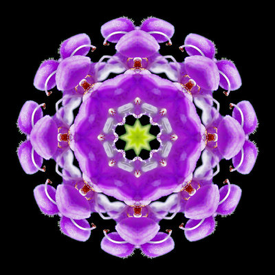 Kaleidoscopic picture created with a wildflower seen in July