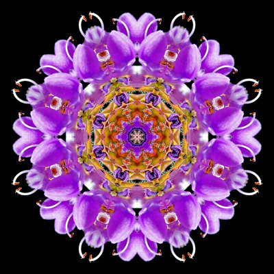 Kaleidoscopic picture created with a wildflower seen in July