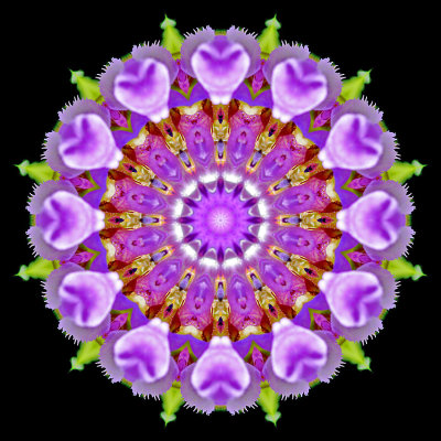 Kaleidoscopic picture created with a wildflower seen in July