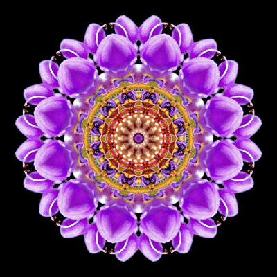 Kaleidoscopic picture created with a wildflower seen in July