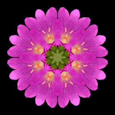 Kaleidoscopic picture created with a wildflower seen in July