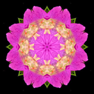 Kaleidoscopic picture created with a wildflower seen in July