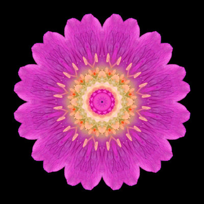 Kaleidoscopic picture created with a wildflower seen in July