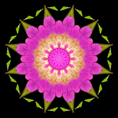 Kaleidoscopic picture created with a wildflower seen in July