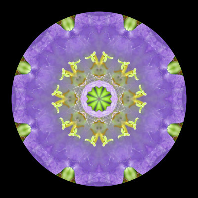 Kaleidoscopic picture created with a wildflower seen in the forest in July