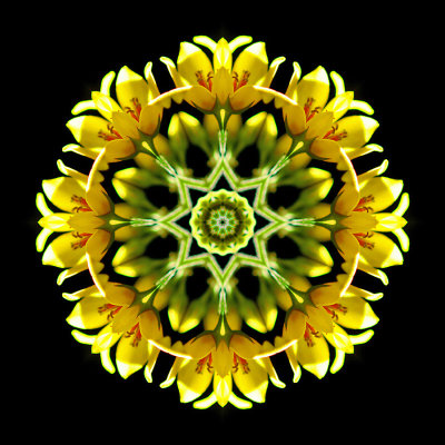 Kaleidoscopic picture created with a wildflower seen in the forest in July