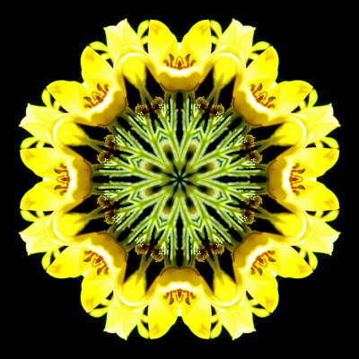 Kaleidoscopic picture created with a wildflower seen in the forest in July