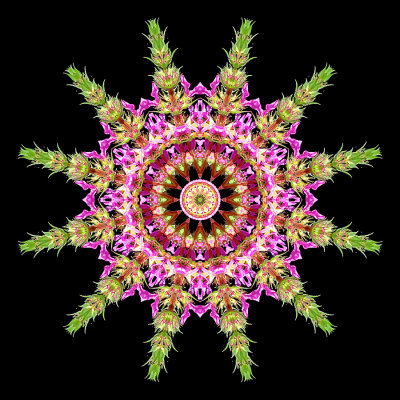 Kaleidoscopic picture created with a wildflower seen in the forest in July