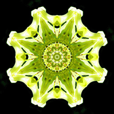 Kaleidoscopic picture created with a wildflower seen in the forest in July