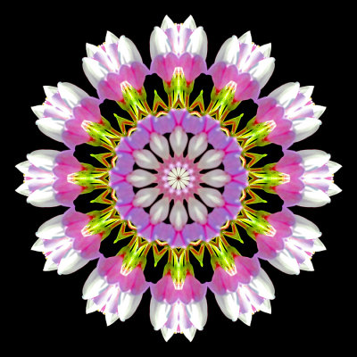 Kaleidoscopic picture created with a wildflower seen in the forest in July