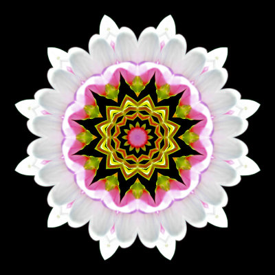 Kaleidoscopic picture created with a wildflower seen in the forest in July