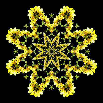 Evolved kaleidoscope created with a wild flower seen in the forest