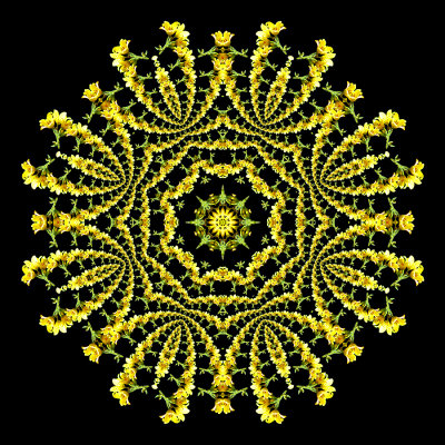 Evolved kaleidoscope created with a wild flower seen in the forest