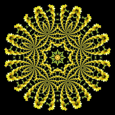 Evolved kaleidoscope created with a wild flower seen in the forest