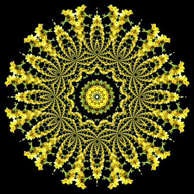 Evolved kaleidoscope created with a wild flower seen in the forest