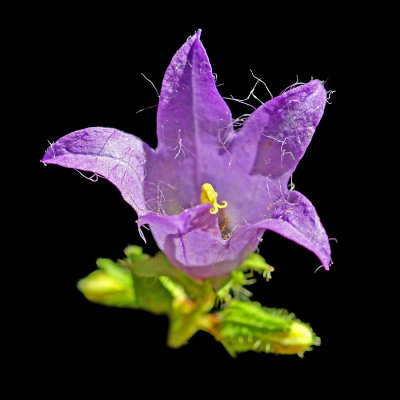 A blue wildflower seen in the forest in July - used to create geometrical arrangements