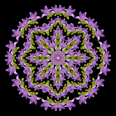 Evolved kaleidoscope created with a blue wildflower seen in the forest in July