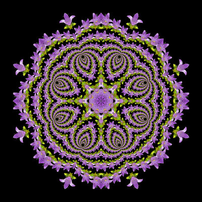 Evolved kaleidoscope created with a blue wildflower seen in the forest in July