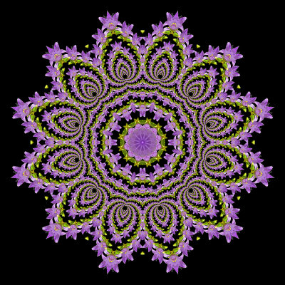 Evolved kaleidoscope created with a blue wildflower seen in the forest in July