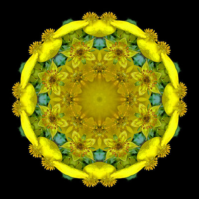 Kaleidoscopic picture created with a yellow flower seen in August