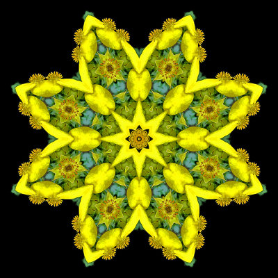 Evolved kaleidoscope created with a yellow flower seen in August