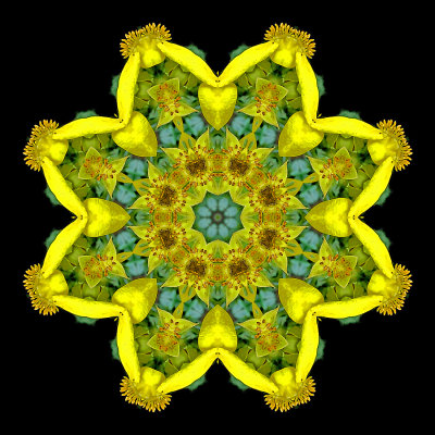 Evolved kaleidoscope created with a yellow flower seen in August
