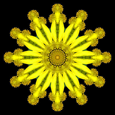 Evolved kaleidoscope created with a yellow flower seen in August