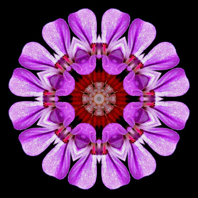 Kaleidoscopic picture created with a wildflower seen in the forest