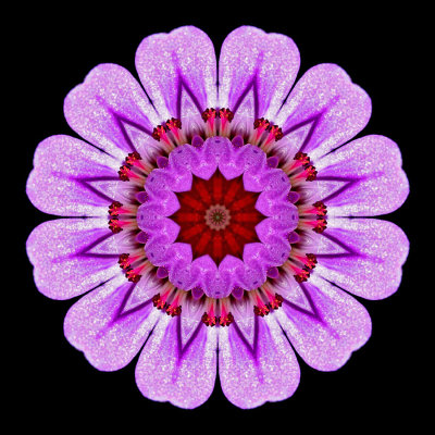 Kaleidoscopic picture created with a wildflower seen in the forest