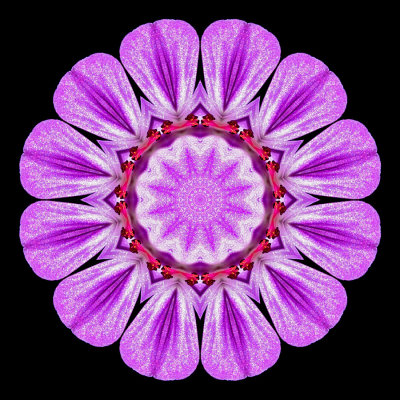 Kaleidoscopic picture created with a wildflower seen in the forest