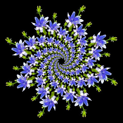 Spiral arrangement created with a wild flower seen in summer