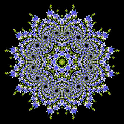 Evolved kaleidoscope created with a wild flower seen in summer