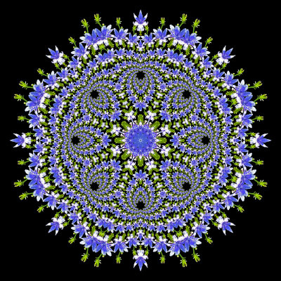 Evolved kaleidoscope created with a wild flower seen in summer