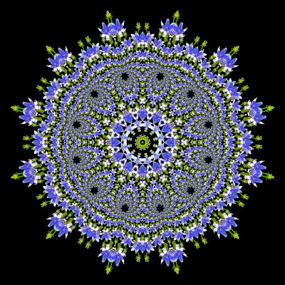 Evolved kaleidoscope created with a wild flower seen in summer