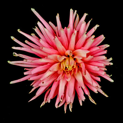 Dahlia flower - used to create kaleidoscopic pictures and a spiral arrangement