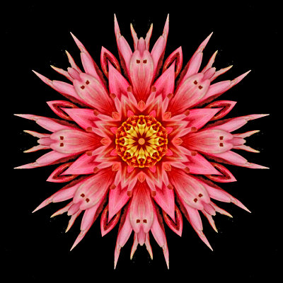 Kaleidoscopic picture created with a dahlia flower