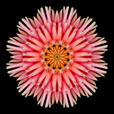 Kaleidoscopic picture created with a dahlia flower