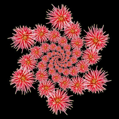 Spiral arrangement created with a dahlia flower