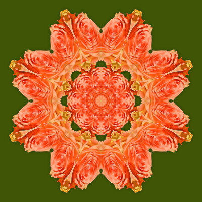 Kaleidoscope created with a rose
